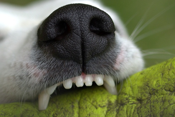 К чему снится собака кусает? Что значит собака во сне кусает - сонник.