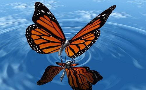 papillon sur l'eau