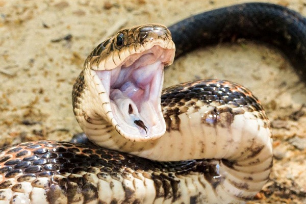 Нападающая змея во сне - что символизирует