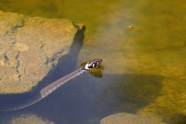 Приснилась змея в воде